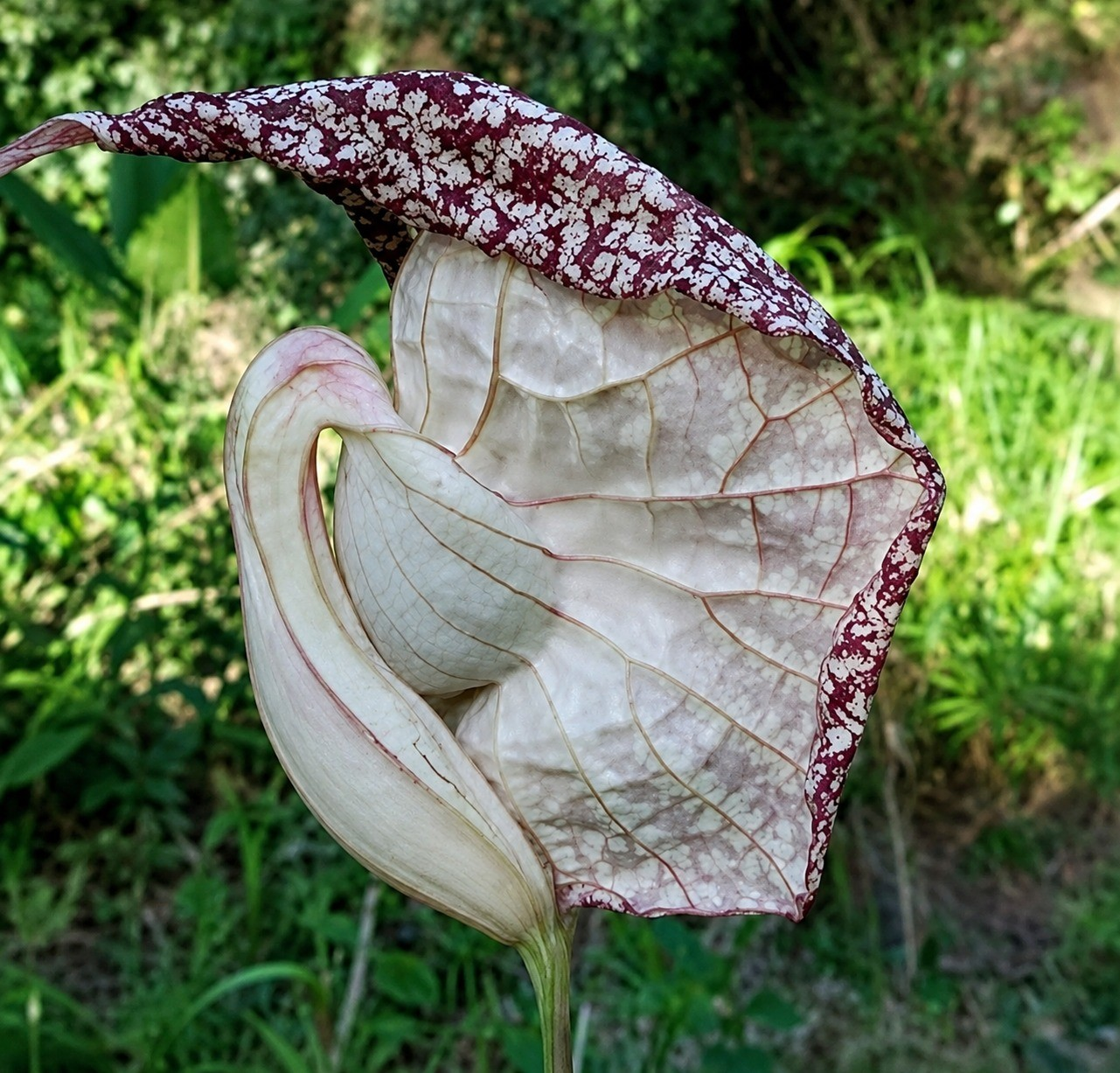 Duck Flower